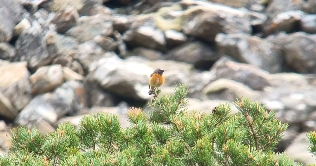 Malcolm O'Reilly tweet media