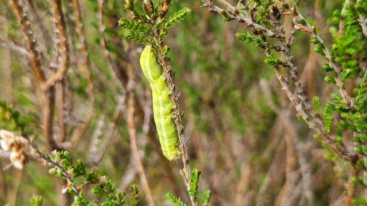 Malcolm O'Reilly tweet media