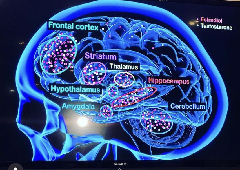 MenoScandal's tweet photo. Testosterone is back! The female hormone lost in decades of medical misogyny is now being fully understood. Look at the testosterone receptors in women’s brains - mood, motivation, memory, energy, motor skills and more. Great lecture from @danreisel of UCL at the @NHMenoSociety https://t.co/f4ZDj6R2uB