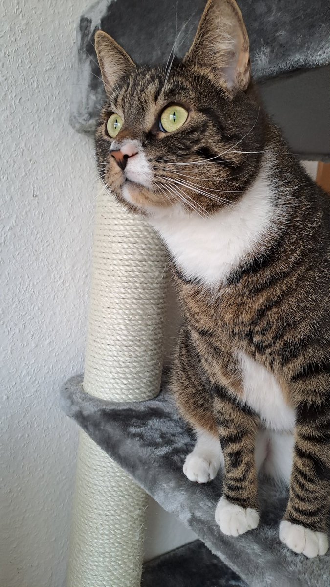 NicoleSunflower's tweet photo. Mein Süßer Jamie 🥰 https://t.co/hoGGU5aBun