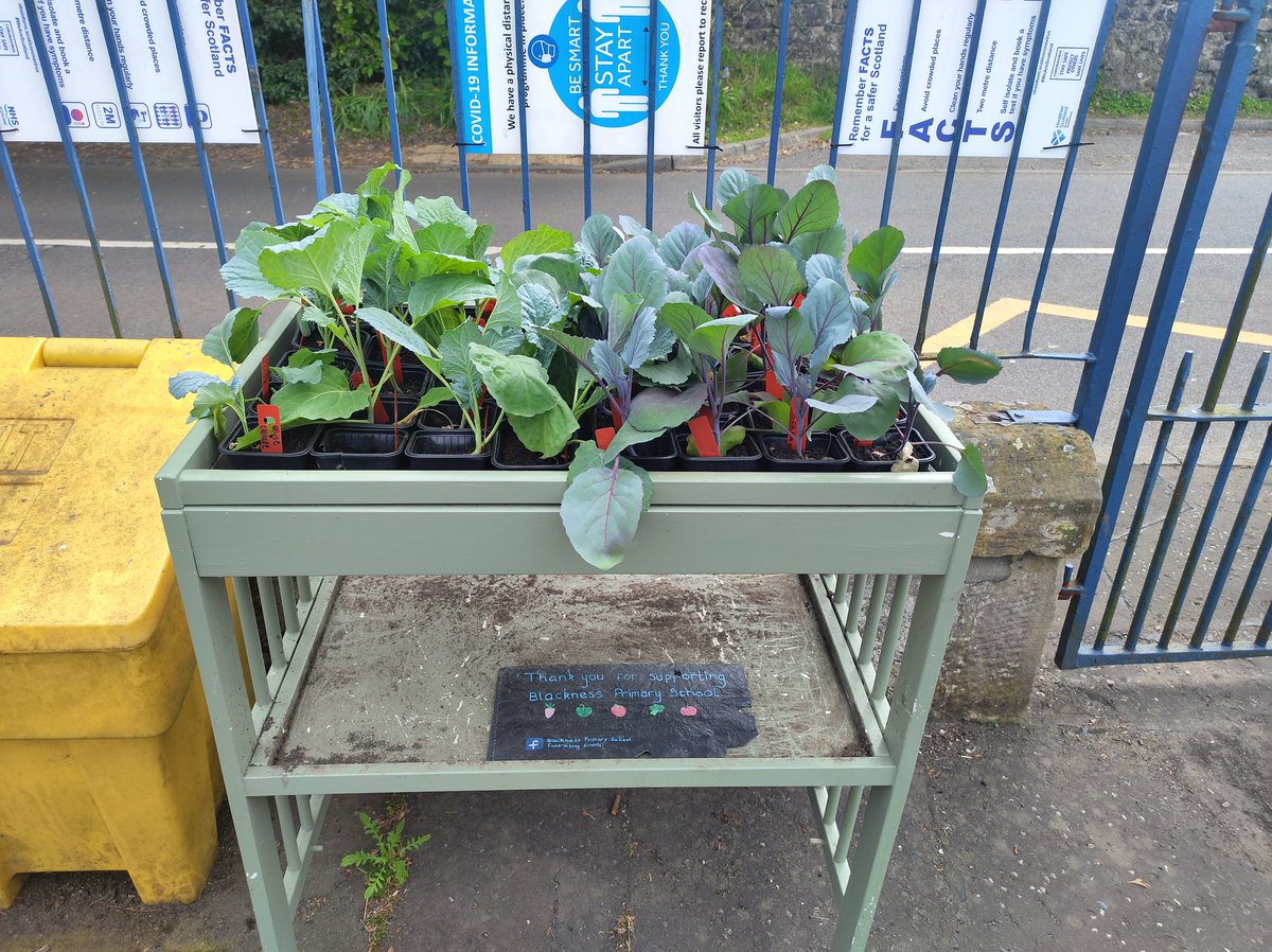 STS C.I.C (@sts_cic) on Twitter photo We had a great time yesterday afternoon with our friends at Blackness Primary School 😁
We helped plant up some tomato seedlings for their plant nursery!
If you are in the area, pop in and buy some seedlings and support this amazing local school! 🌱
@BlacknessP <a href="/CVSFalkirk/">CVS Falkirk</a> We had a great time yesterday afternoon with our friends at Blackness Primary School 😁
We helped plant up some tomato seedlings for their plant nursery!
If you are in the area, pop in and buy some seedlings and support this amazing local school! 🌱
@BlacknessP <a href="/CVSFalkirk/">CVS Falkirk</a>