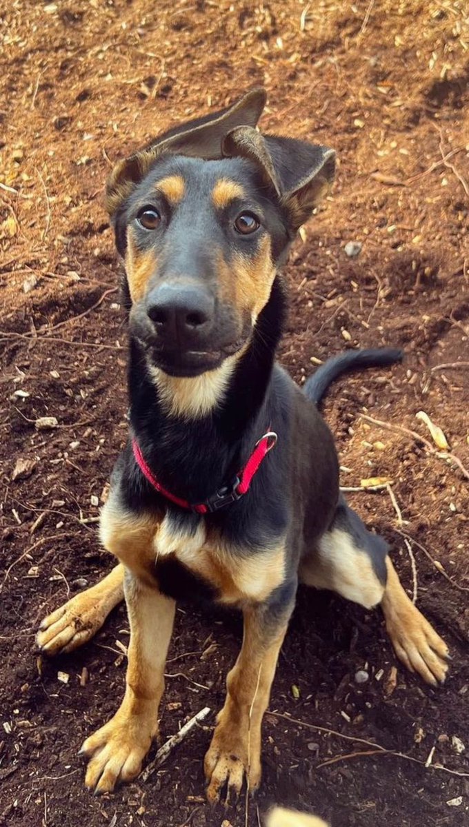 <a href="/dog_rates/">WeRateDogs</a> how adorable are our pups for adoption 🥹💙 Gypsy, Niki, Maisie and Elsie💙 desperate for a forever home. Please call the rescue if you see a dog you’re interested it 💙💙#AdoptDontShop