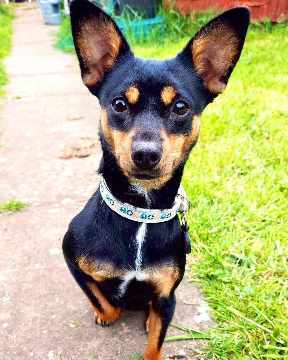 💛Brighter Days Rescue dogs💛 tweet media