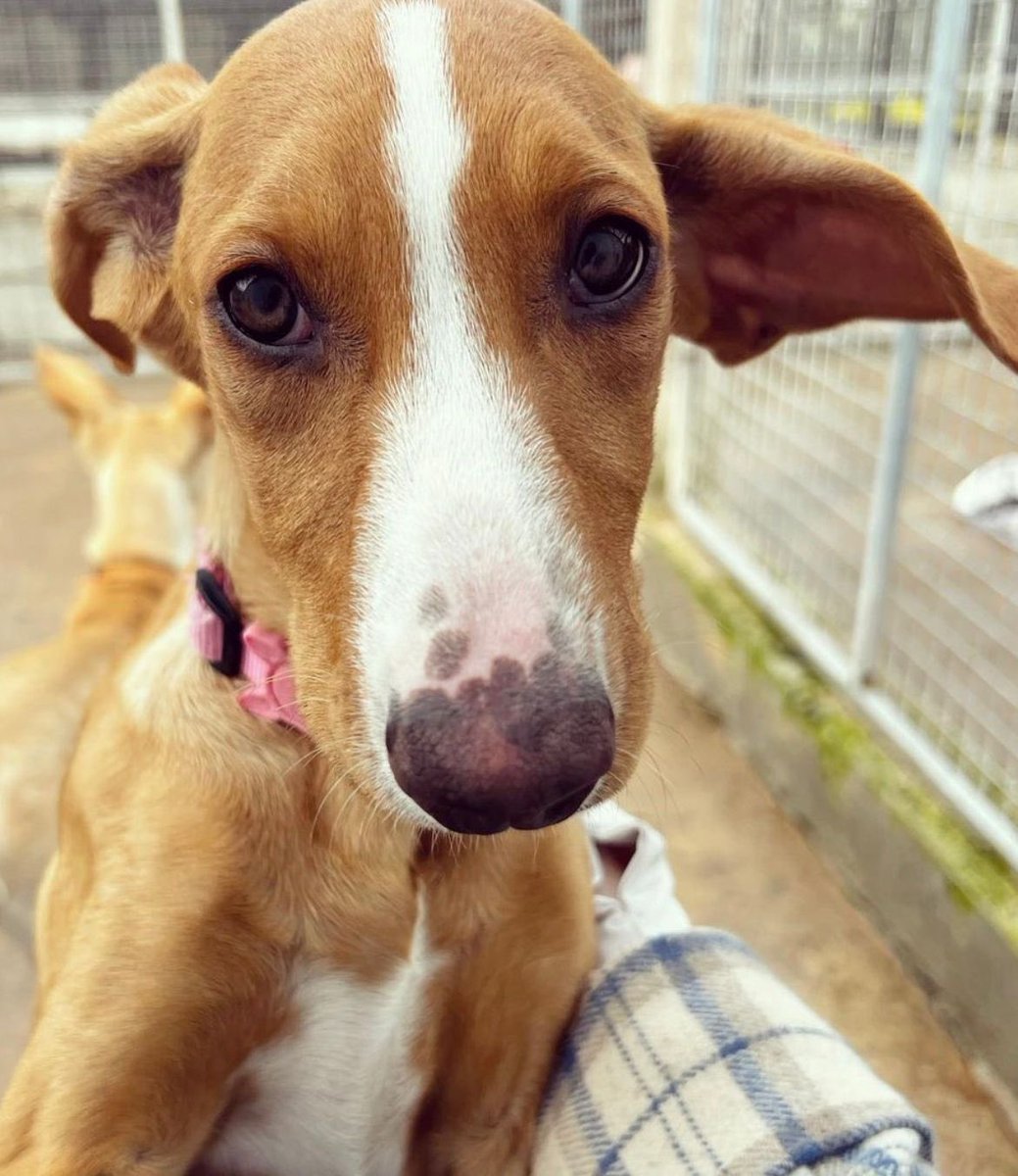 💛Brighter Days Rescue dogs💛 tweet media