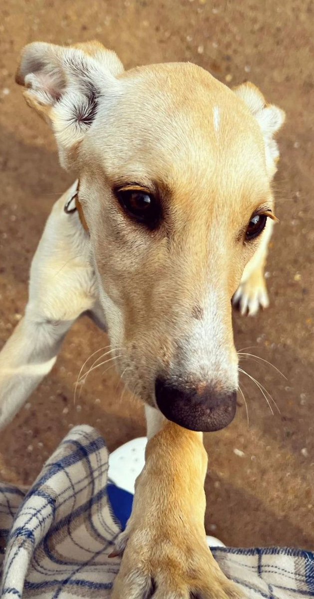 💛Brighter Days Rescue dogs💛 tweet media