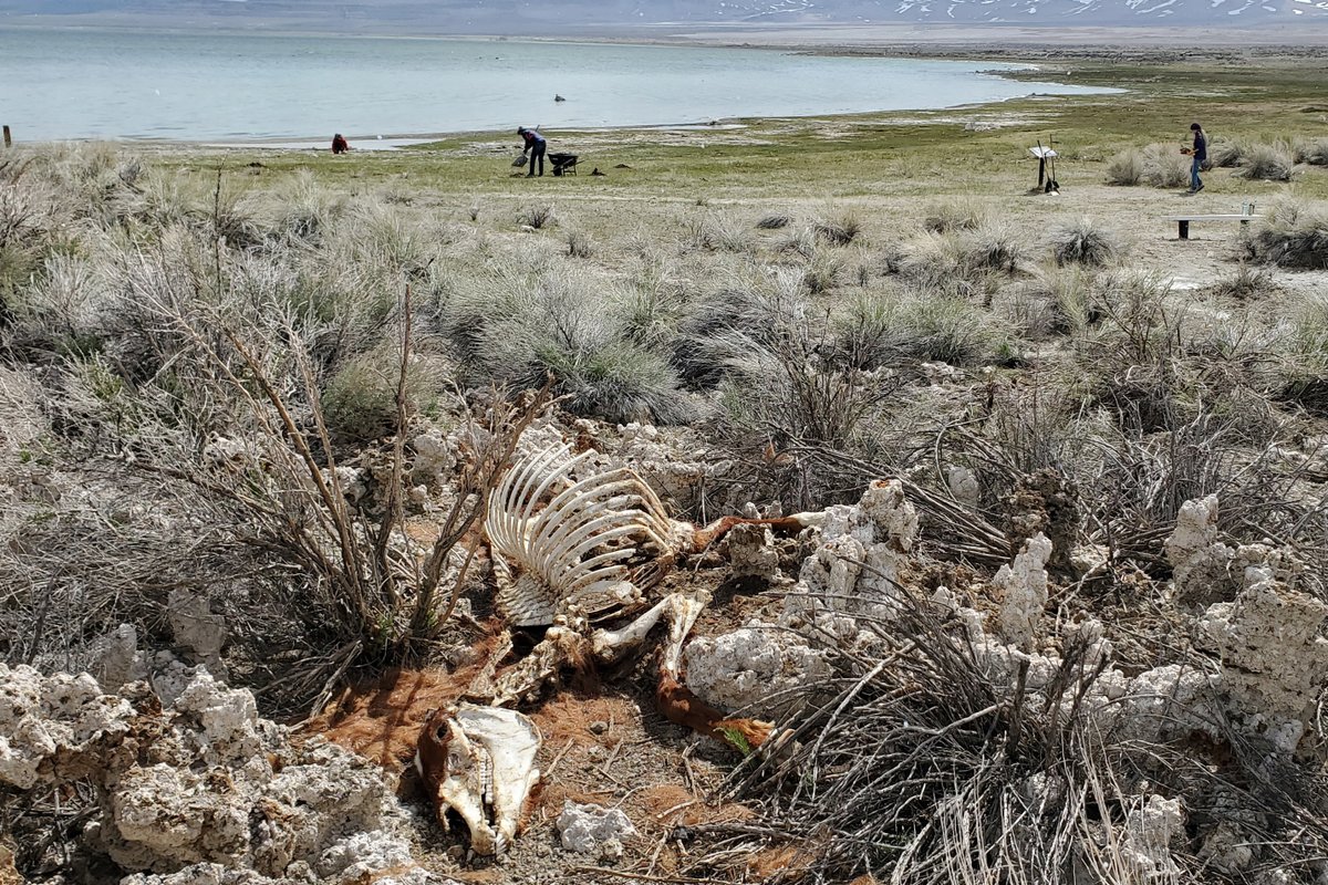 The U.S. Forest Service has started removing carcasses of wild horses at Mono Lake after an unusual die-off, which officials say may be linked to extreme weather. Read more: trib.al/zKJV5vF 📷: @CAGisme and Bartshe Miller, Mono Lake Commit
