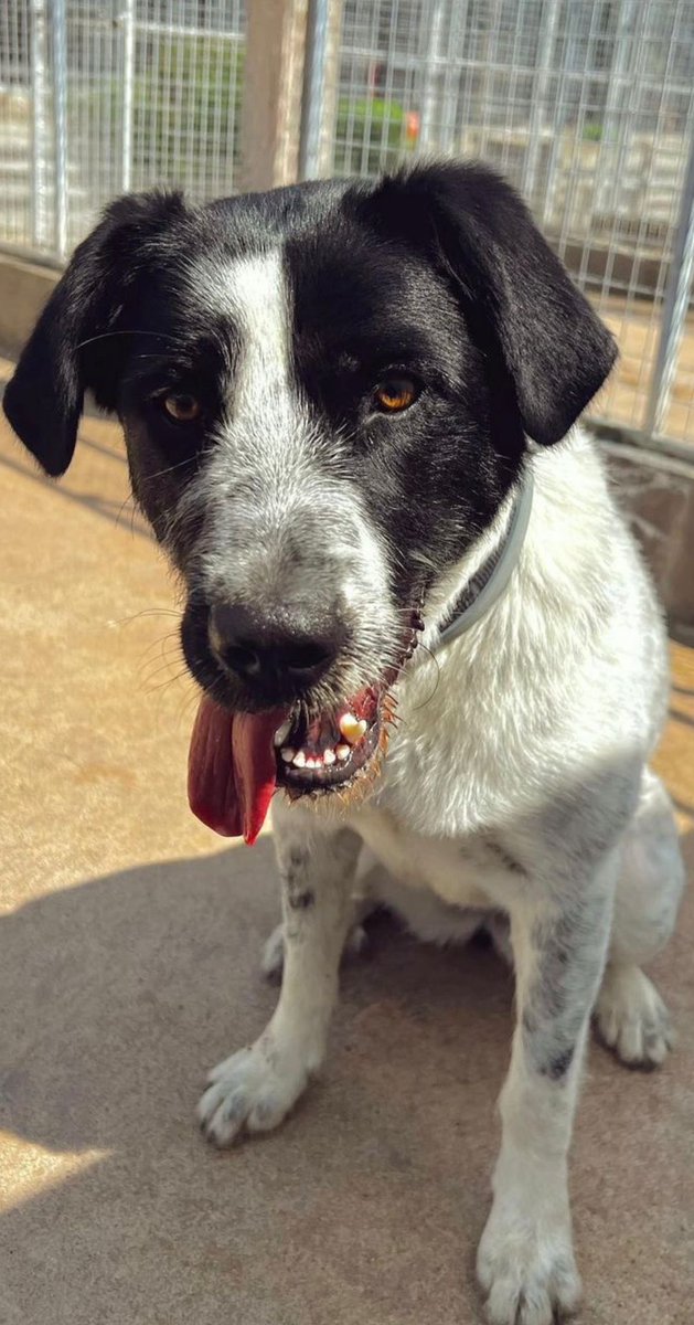 <a href="/dog_rates/">WeRateDogs</a> our gorgeous Molly is also looking for her forever home💙 please contact us for more information via our website or phone number. 💙