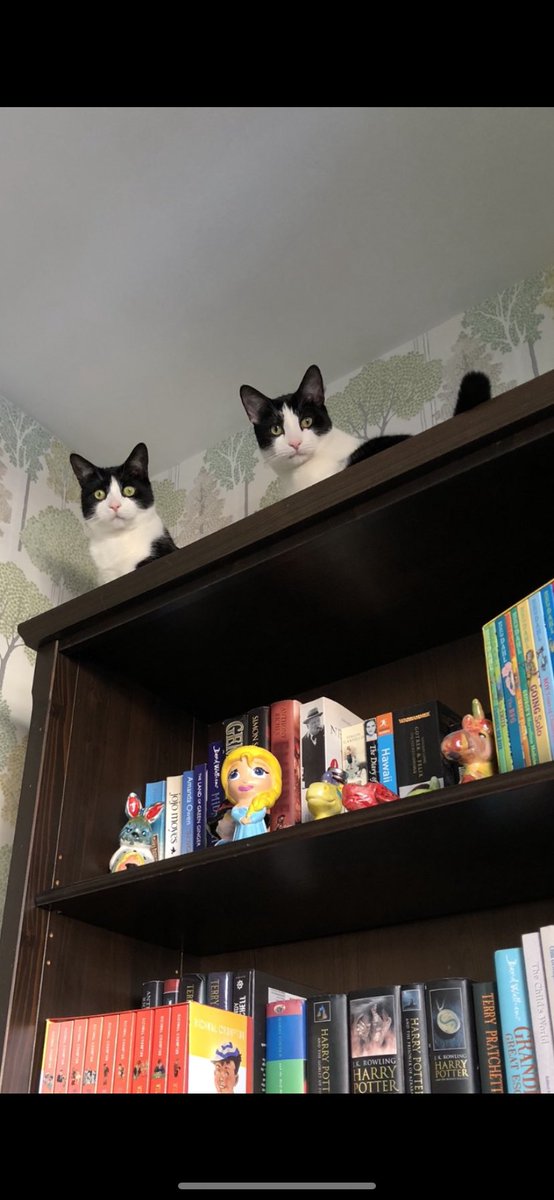 ClairS2012's tweet photo. @robbiewilliams Tommy and Teddy. First pic I love his little teeth, second Teddy is quietly confident in his position atop the book case Tommy looks like he is papping himself! https://t.co/Huia6e4dZv