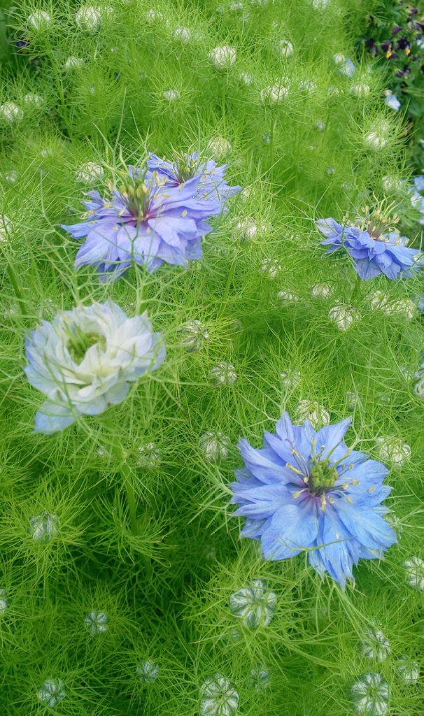 mayqueenver2's tweet photo. .

   固かった蕾がホッと
   ため息をつくように
   ほころび始めました  ˖⁺

   ゆっくりでいいんだ

   １つずつ紡いでいく
   かけがえのない毎日

.
#お疲れさま
#イマハナ  #ニゲラ
#photograghy
. https://t.co/IJmRpDZriq