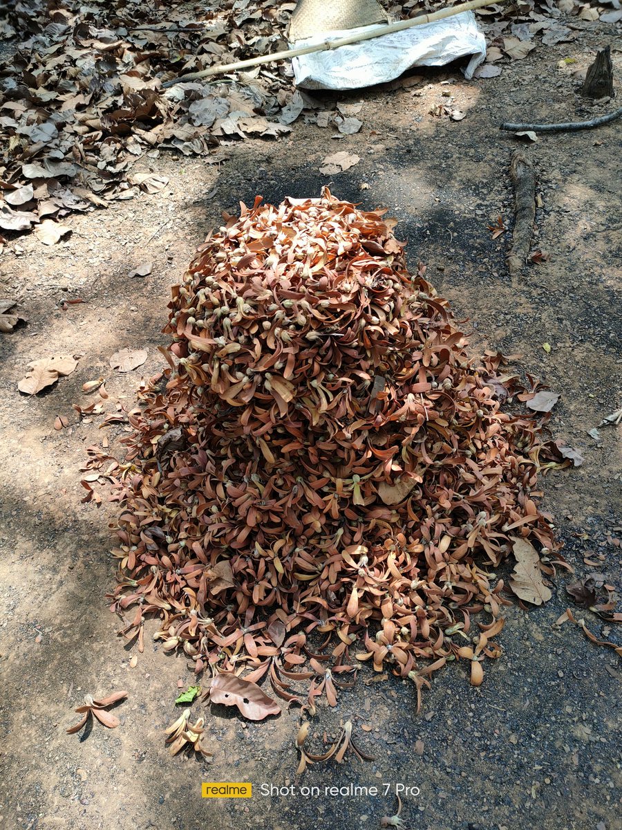 Tribal women have started collecting sal seeds in the Koraput district . Request <a href="/CMO_Odisha/">CMO Odisha</a> <a href="/SecyChief/">ChiefSecyOdisha</a> <a href="/tdccol/">Adisha</a> to start procurement at MSP unless middle men will exploit tribals. <a href="/dmkoraput/">Collector and District Magistrate, Koraput</a>