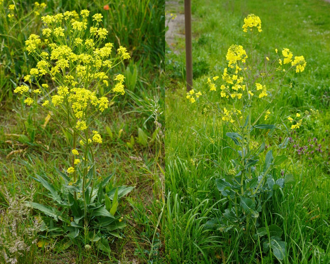 offenlandinfo's tweet photo. NEU! Im WEGe-Projekt wurde der Informationsflyer zum Orientalischen #Zackenschötchen (Bunias orientalis) veröffentlicht! Der potentiell invasive #Neophyt wird oft mit #Raps verwechselt und breitet sich so - mehr oder weniger unbemerkt – besonders im Süden Sachsen-Anhalts aus. https://t.co/u8Mv0oSwsO