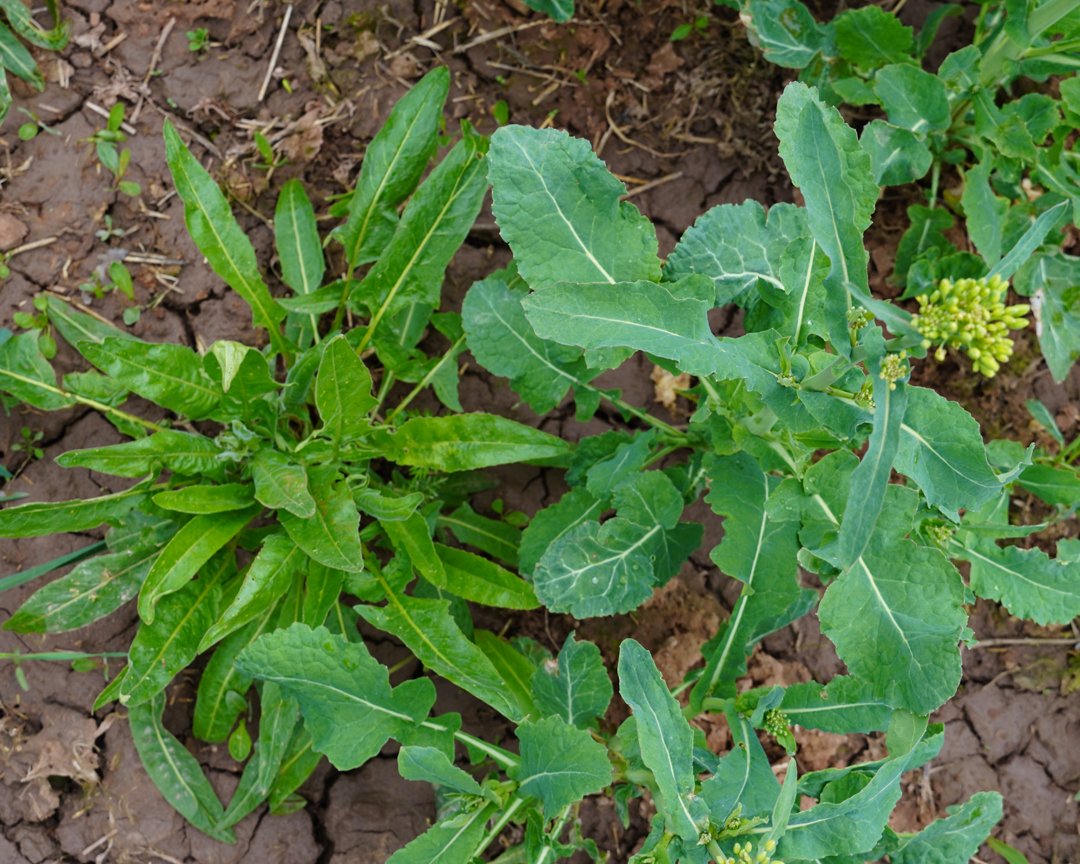 offenlandinfo's tweet photo. NEU! Im WEGe-Projekt wurde der Informationsflyer zum Orientalischen #Zackenschötchen (Bunias orientalis) veröffentlicht! Der potentiell invasive #Neophyt wird oft mit #Raps verwechselt und breitet sich so - mehr oder weniger unbemerkt – besonders im Süden Sachsen-Anhalts aus. https://t.co/u8Mv0oSwsO