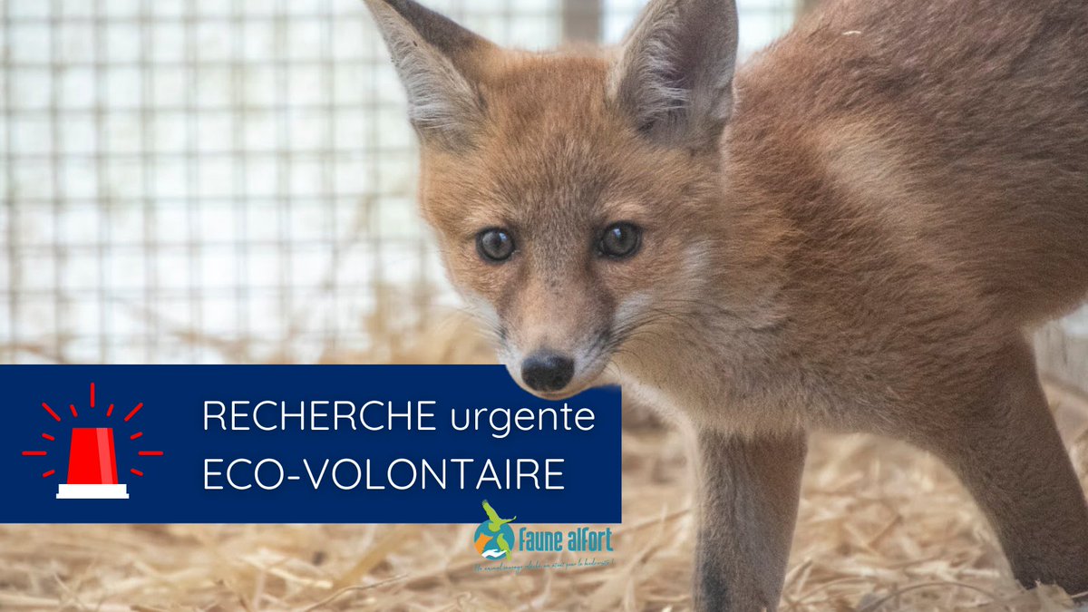 🦊Faune Alfort recherche des éco-volontaires pour son Centre de Soins, d'Élevage et de Réhabilitation de la Faune Sauvage situé à l’intérieur de la pépinière du département du <a href="/valdemarne_94/">Val-de-Marne</a> à Mandres-les-Roses.
👉 Pour en savoir plus écrivez-nous sur contact@faune-alfort.org