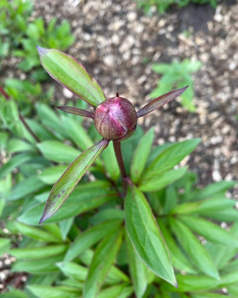 QueensPromenade's tweet photo. And the newly planted peony has buds about to burst in Ravenโs View Garden ๐ #peony #peonies #ravensviewgardenqpf #qpf #queenspromenadefriends #queenspromenade #surbiton #kingstonuponthames https://t.co/z1mVTxPusb https://t.co/2M8pKuMyTh
