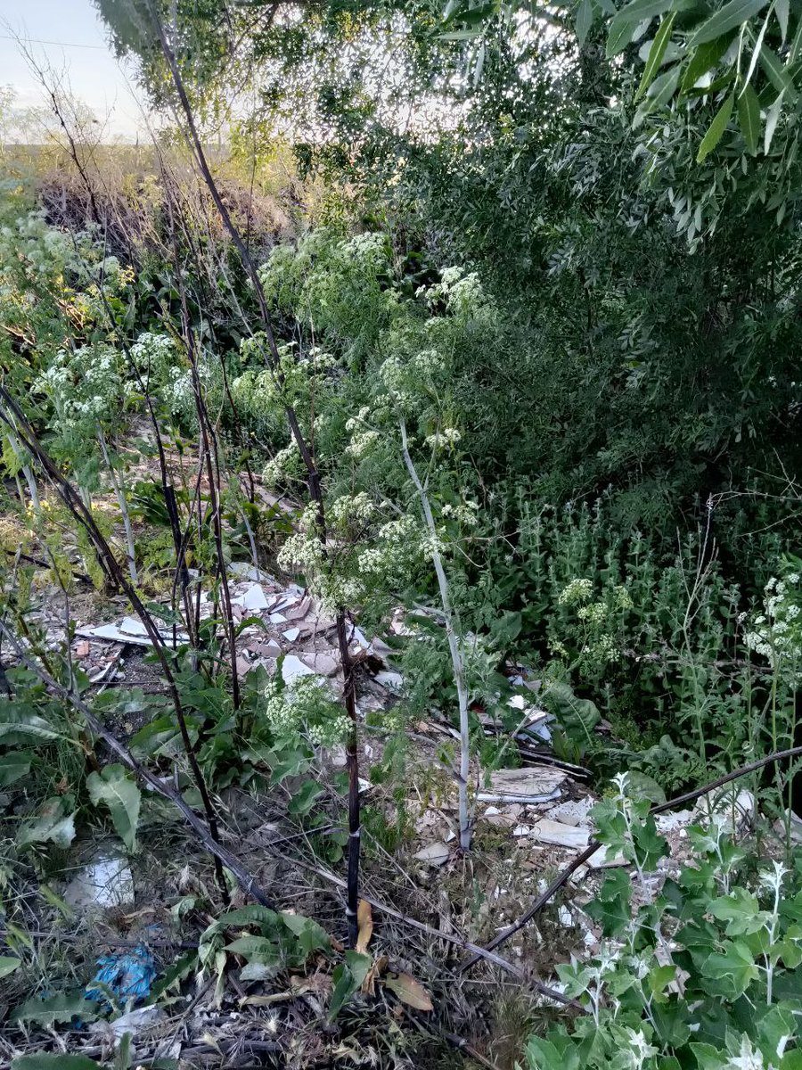 eeaparla's tweet photo. @catedradeltajo @chtajo @AytoParla @Javi_R13
Éste es el estado del arroyo #Humanejos Guaten en #Parla cerca de su nacimiento. Abandono, suciedad en el cauce, vertidos incontrolados de aguas residuales etc, a pesar de atravesar un yacimiento arqueologico emblemático https://t.co/tjVzqjWxqC