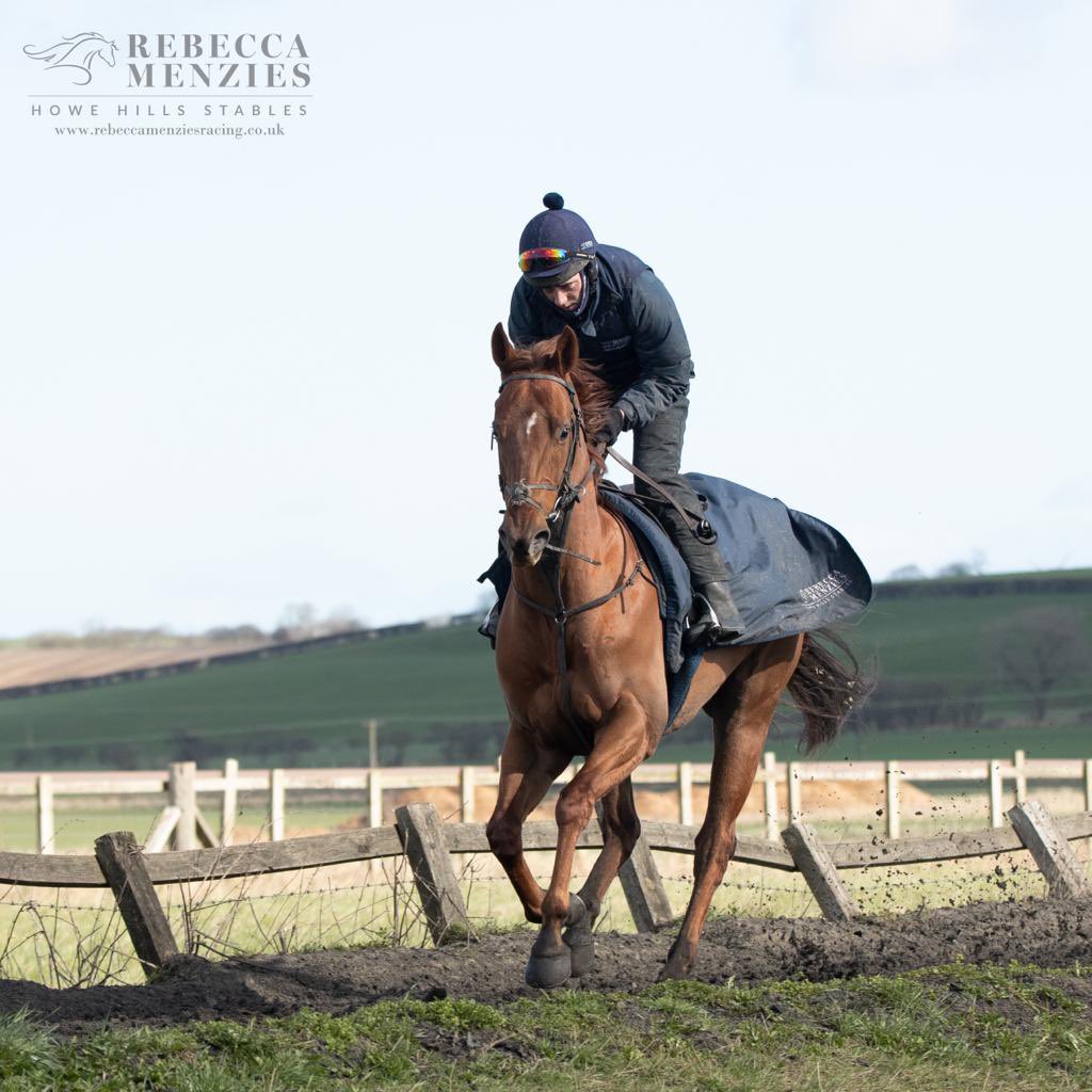 Mews House is our runner today in the 6.15 at @HamiltonParkRC Ridden by @311_mathers Good luck to owners @FlashFigsRacing #teammenzies #horsetraining #stablelife #racehorsetrainer #racehorse #jockey #horserace