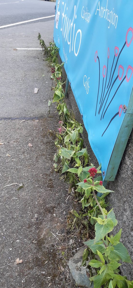 Tony Dyda (@thedyda) on Twitter photo I grew valarian by my flat for the hummingbird hawk moths that visit in the summer but <a href="/angleseycouncil/">Isle of Anglesey County Council</a> have neen along and sprayed it! How can I stop this happening in future? <a href="/IoloWilliams2/">Iolo Williams</a> <a href="/AngleseyScMedia/">Anglesey socialmedia</a> <a href="/muliernatura/">Vicky</a> Not happy! I grew valarian by my flat for the hummingbird hawk moths that visit in the summer but <a href="/angleseycouncil/">Isle of Anglesey County Council</a> have neen along and sprayed it! How can I stop this happening in future? <a href="/IoloWilliams2/">Iolo Williams</a> <a href="/AngleseyScMedia/">Anglesey socialmedia</a> <a href="/muliernatura/">Vicky</a> Not happy!