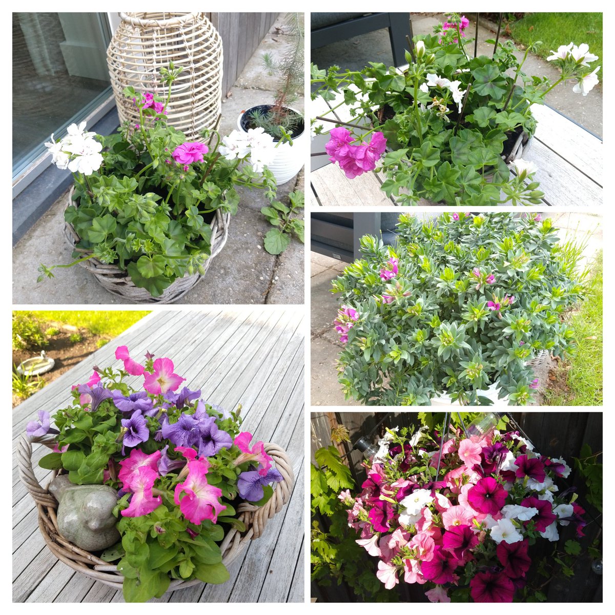 Ok, de tuin is weer opgefleurd, maar om nou te zeggen dat het de moeite waard was om naar de jaarlijkse geraniummarkt <a href="/shertogenbosch/">'s-Hertogenbosch</a> met Hemelvaart te gaan, helaas niet: markt nauwelijks gevuld. Erg jammer, ik vond het altijd zo'n gaaf gezicht: een hele markt vol bloemen