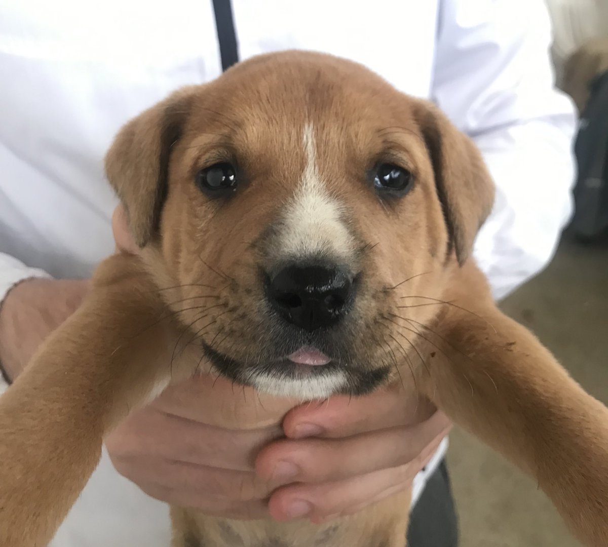 iremelitezz's tweet photo. Ailemizin yeni delisi 🐶🤍🥹 https://t.co/Y0qhc77DvD