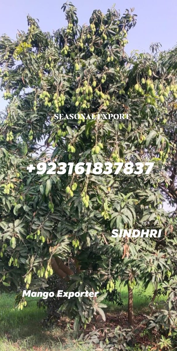 MANGOES +923161837837
. 
#mango #mangoes #fruits #fruitexport #kingoffruits #fibercastpk #frpinstitute #frckhi #gfrcpk #zameen2ghar #seasonalexport #seasonalfresh #mangoseason #mangocake #mangopickle #mangoshake #grcpakistan #Pakistan #madeinpakistan #mangolassi #mangomilkshake