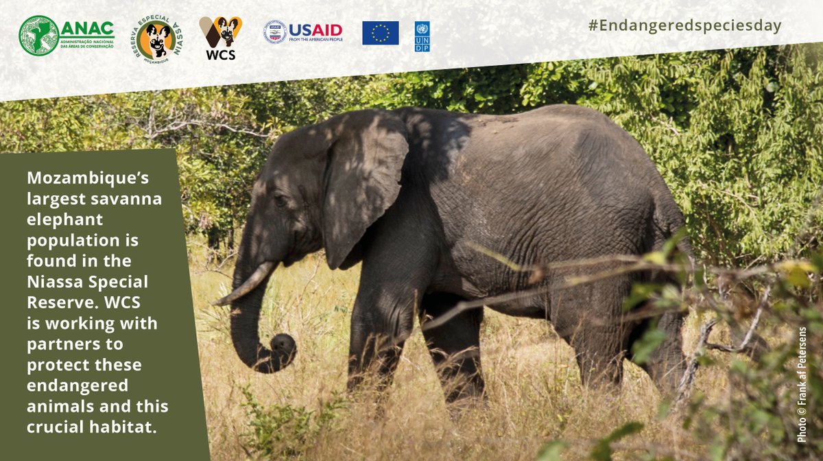 #EndangeredSpeciesDay 
#protectelephants