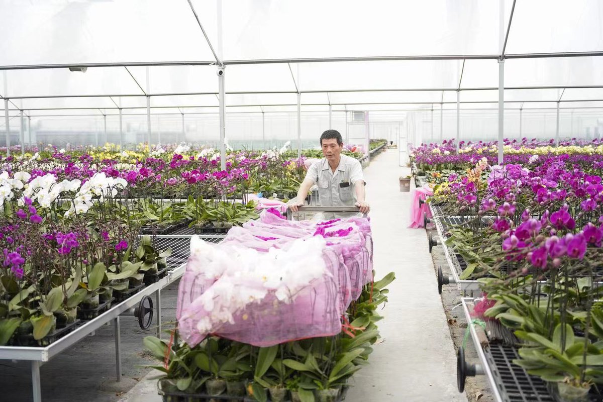 QiantangVision's tweet photo. Xinwei village in #Qiantang is developing its modern agricultural industries with a focus on cultivating flowers. Local authorities have constructed an urban agricultural park that integrates agricultural production, tourism, and agricultural experiences. #QiantangDevelopment https://t.co/RSUcUxDc9R