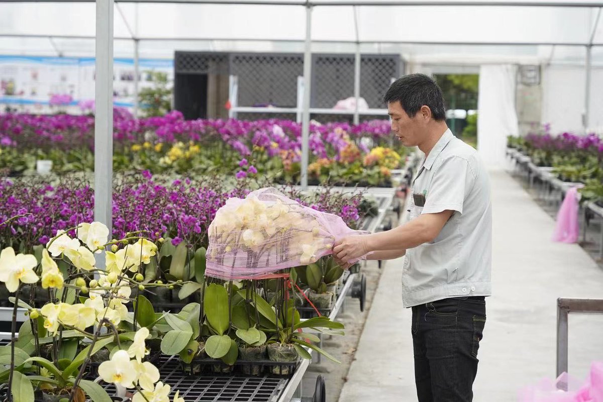 QiantangVision's tweet photo. Xinwei village in #Qiantang is developing its modern agricultural industries with a focus on cultivating flowers. Local authorities have constructed an urban agricultural park that integrates agricultural production, tourism, and agricultural experiences. #QiantangDevelopment https://t.co/RSUcUxDc9R