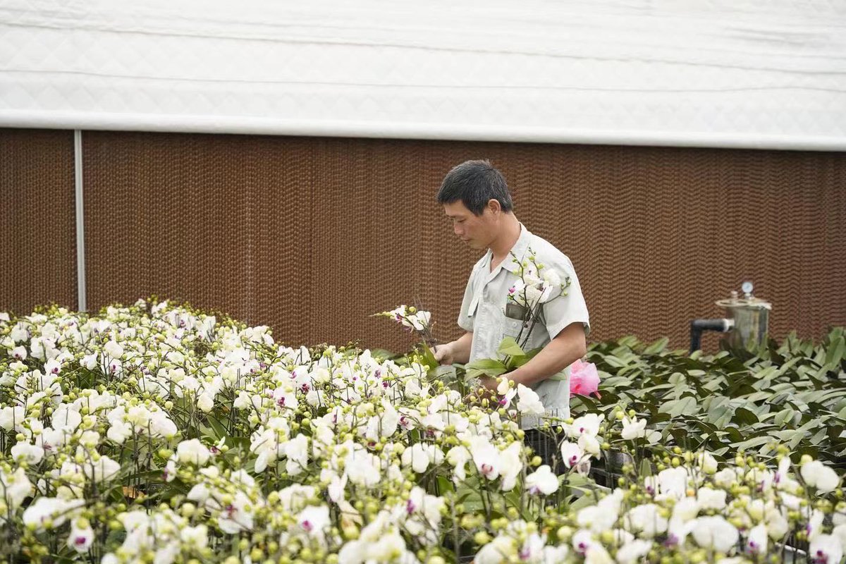 QiantangVision's tweet photo. Xinwei village in #Qiantang is developing its modern agricultural industries with a focus on cultivating flowers. Local authorities have constructed an urban agricultural park that integrates agricultural production, tourism, and agricultural experiences. #QiantangDevelopment https://t.co/RSUcUxDc9R