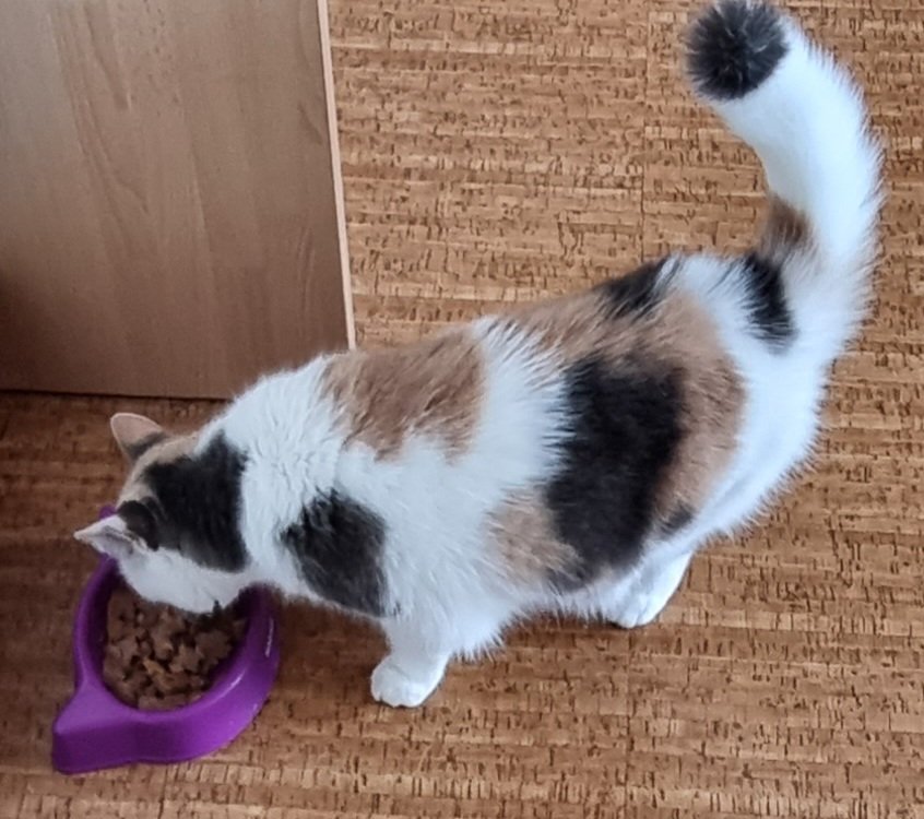 yellowrosedk's tweet photo. #whiskasbuzz #Fussycat #kattemad #whiskas #buzzador. Husk også at indlede alle dine indlæg med ”I samarbejde med Whiskas”.

Smaske Smaske.. tak for mad, siger Rosa 🌞🤤🤤🤤 https://t.co/BiQXnpaIfG