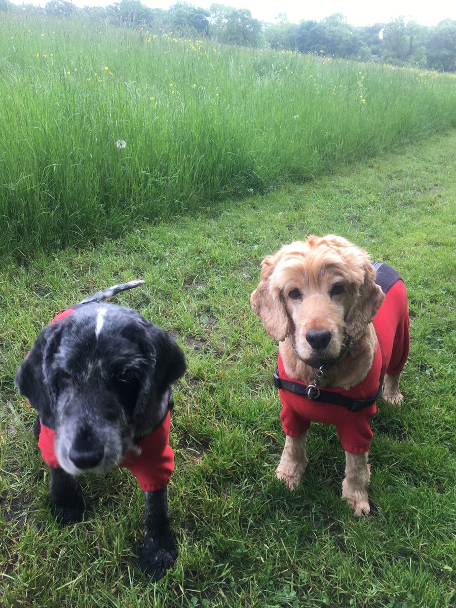 ItsjusttheOb's tweet image. Fur cut , the meadows looking lush , breathe it in #DogsofTwittter #Spanners