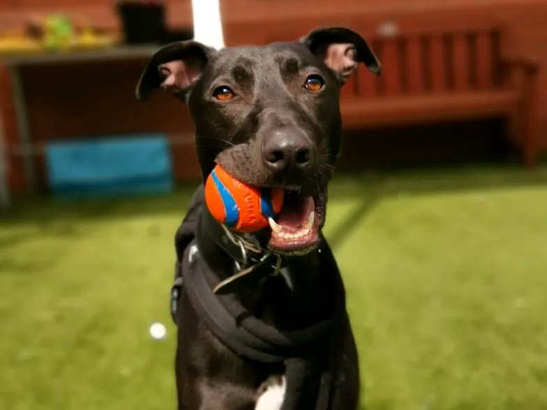 Look at this handsome boy! Can you believe Hector has been here 7 months already? We'd really like to find him a home. He's a young lurcher with a lot of love to give. He needs a supportive home where he can feel secure and loved. Find out more: buff.ly/3IdXiCZ