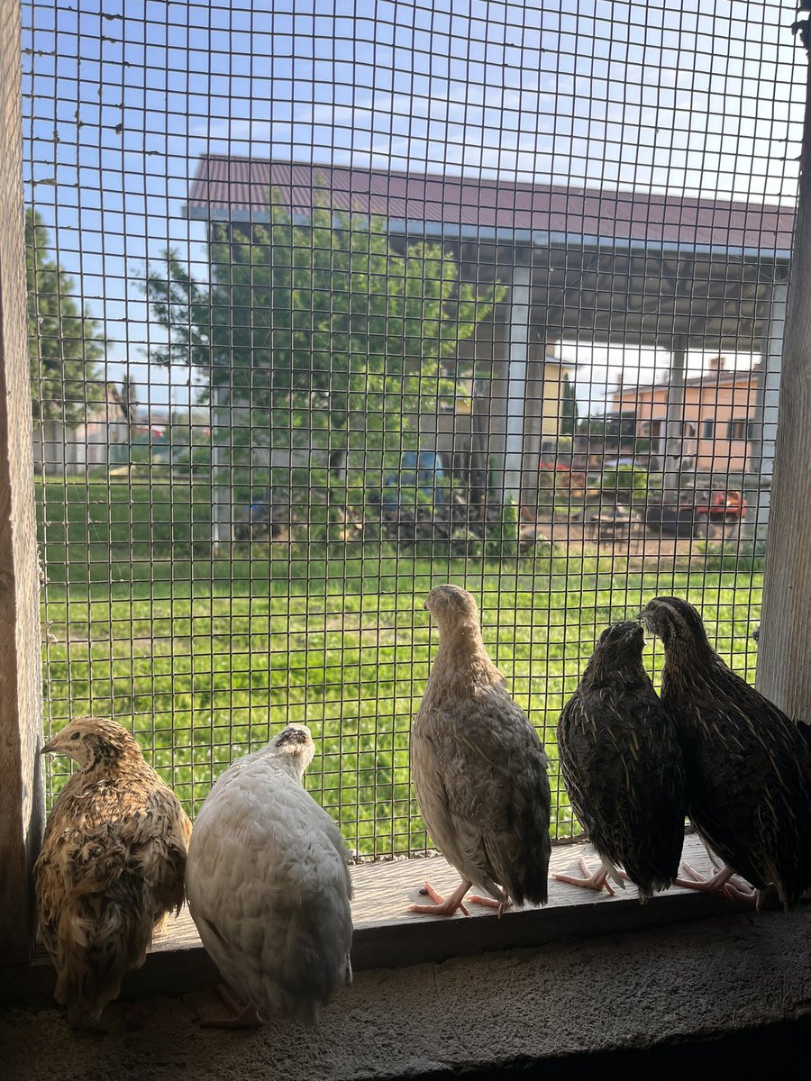 lolettra's tweet photo. My baby quails https://t.co/jqUddil3d1