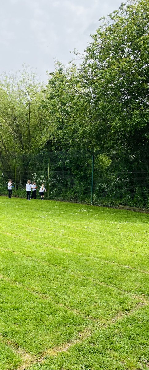 TurtlesClass's tweet image. We have been identifying trees by carefully looking at leaves @WillowsCE