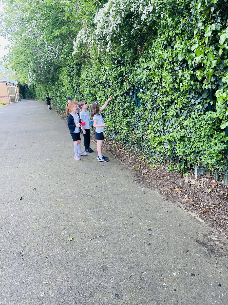 TurtlesClass's tweet image. We have been identifying trees by carefully looking at leaves @WillowsCE