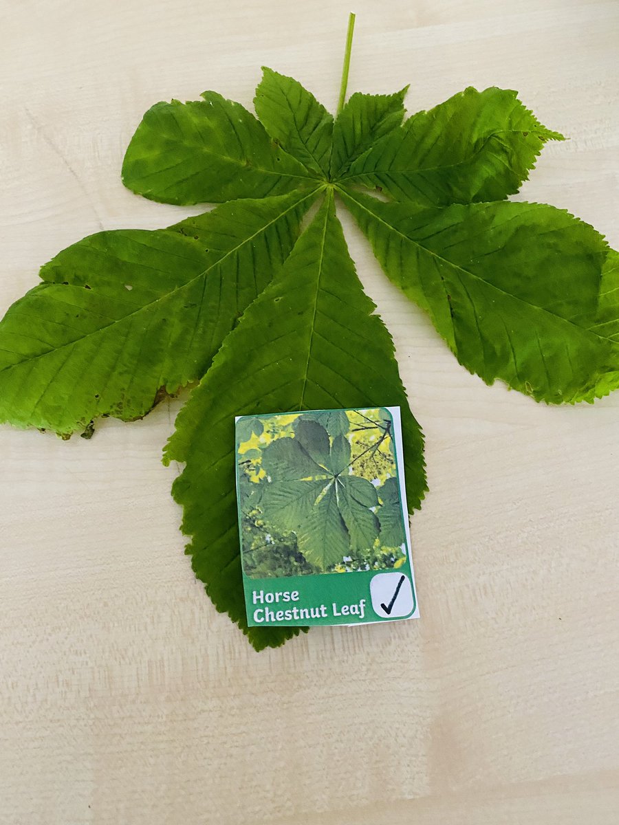 Turtles Class (@turtlesclass) on Twitter photo We have been identifying trees by carefully looking at leaves <a href="/WillowsCE/">Holy Trinity C of E Primary School</a> We have been identifying trees by carefully looking at leaves <a href="/WillowsCE/">Holy Trinity C of E Primary School</a>