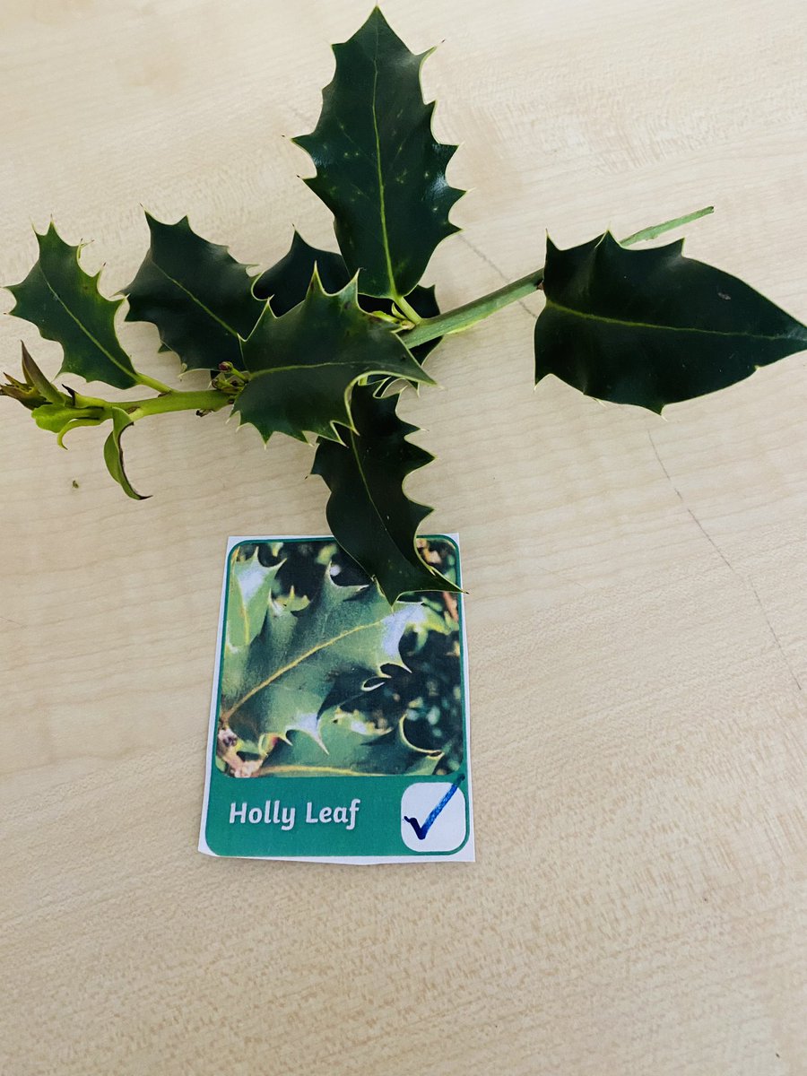 TurtlesClass's tweet image. We have been identifying trees by carefully looking at leaves @WillowsCE