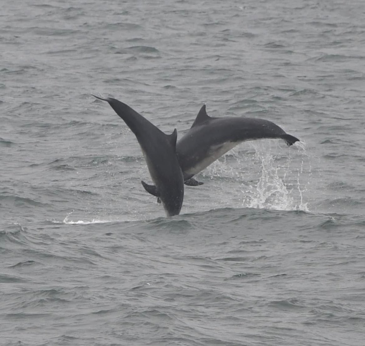 Some super photos of the dolphins having fun just off Whitley Bay the other day 🐬 Thanks to John for allowing us to share his photos. You'll find John’s Instagram account here instagram.com/northern_tidel… #ourwhitleybay