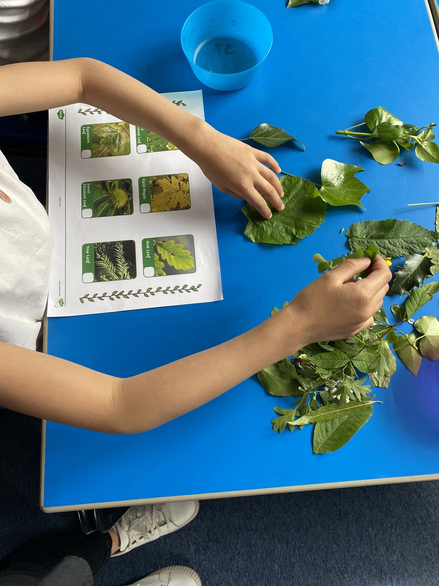 TurtlesClass's tweet image. And we had to stop to search for 4 leaf clovers! 🍀 @WillowsCE