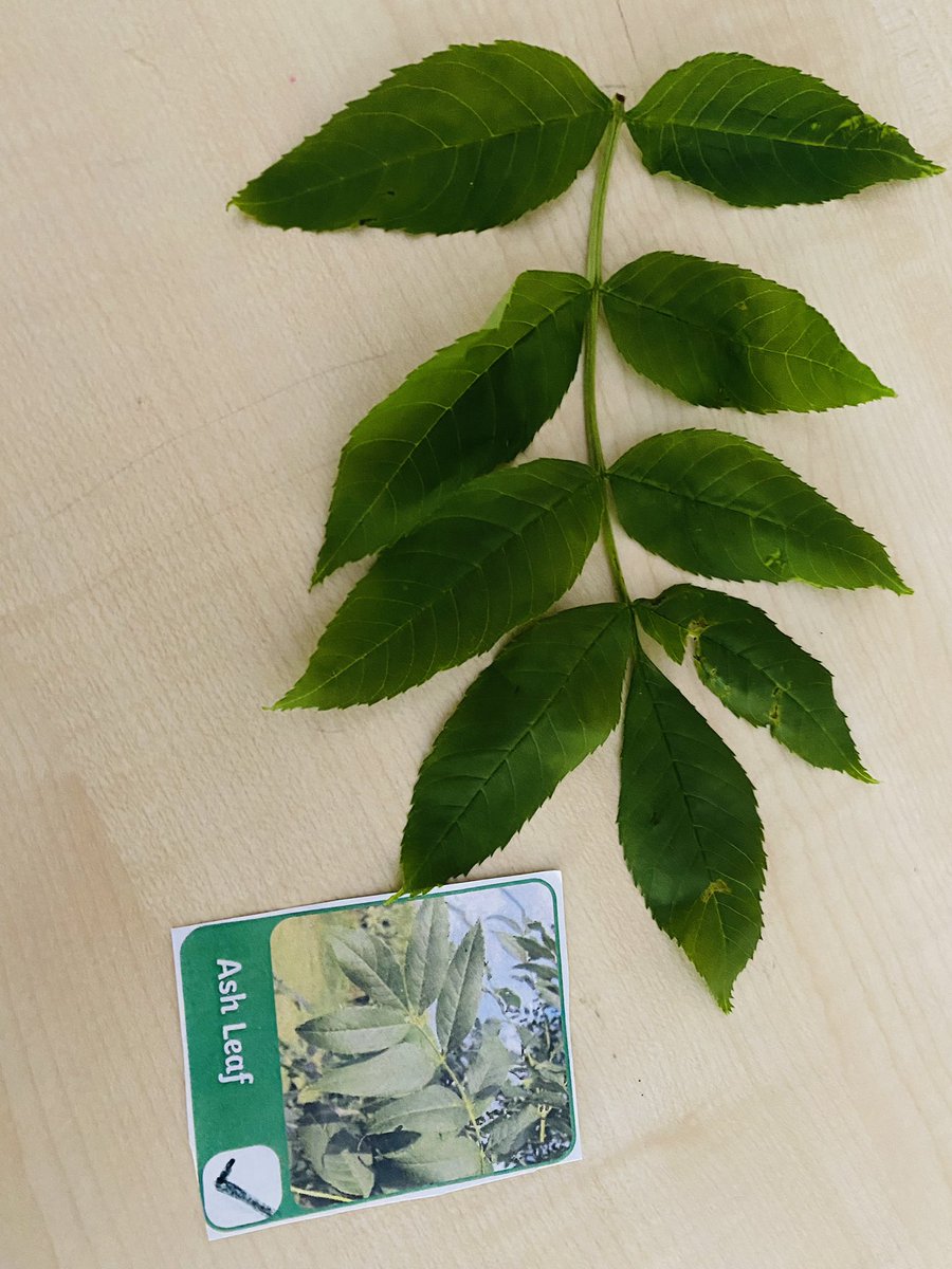 TurtlesClass's tweet image. And we had to stop to search for 4 leaf clovers! 🍀 @WillowsCE