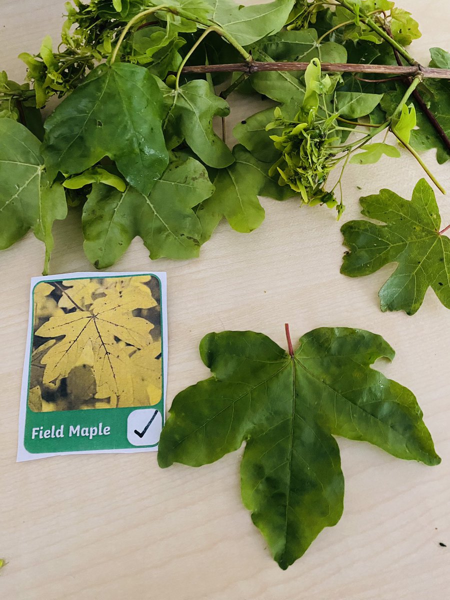 TurtlesClass's tweet image. And we had to stop to search for 4 leaf clovers! 🍀 @WillowsCE