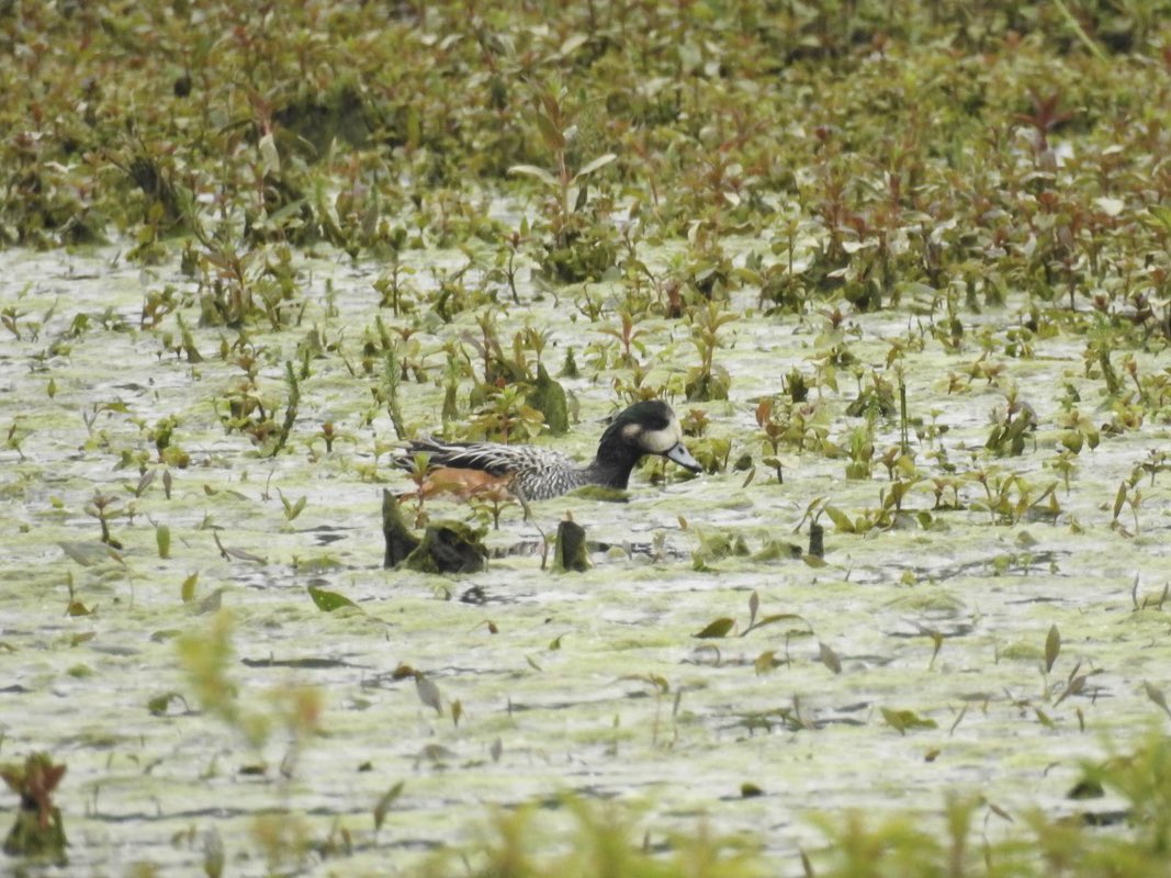 RT if you’ve smashed up Friday already 🙌

#BirdersTwitter #UK250 #Wildfowl #elite 💯🦆