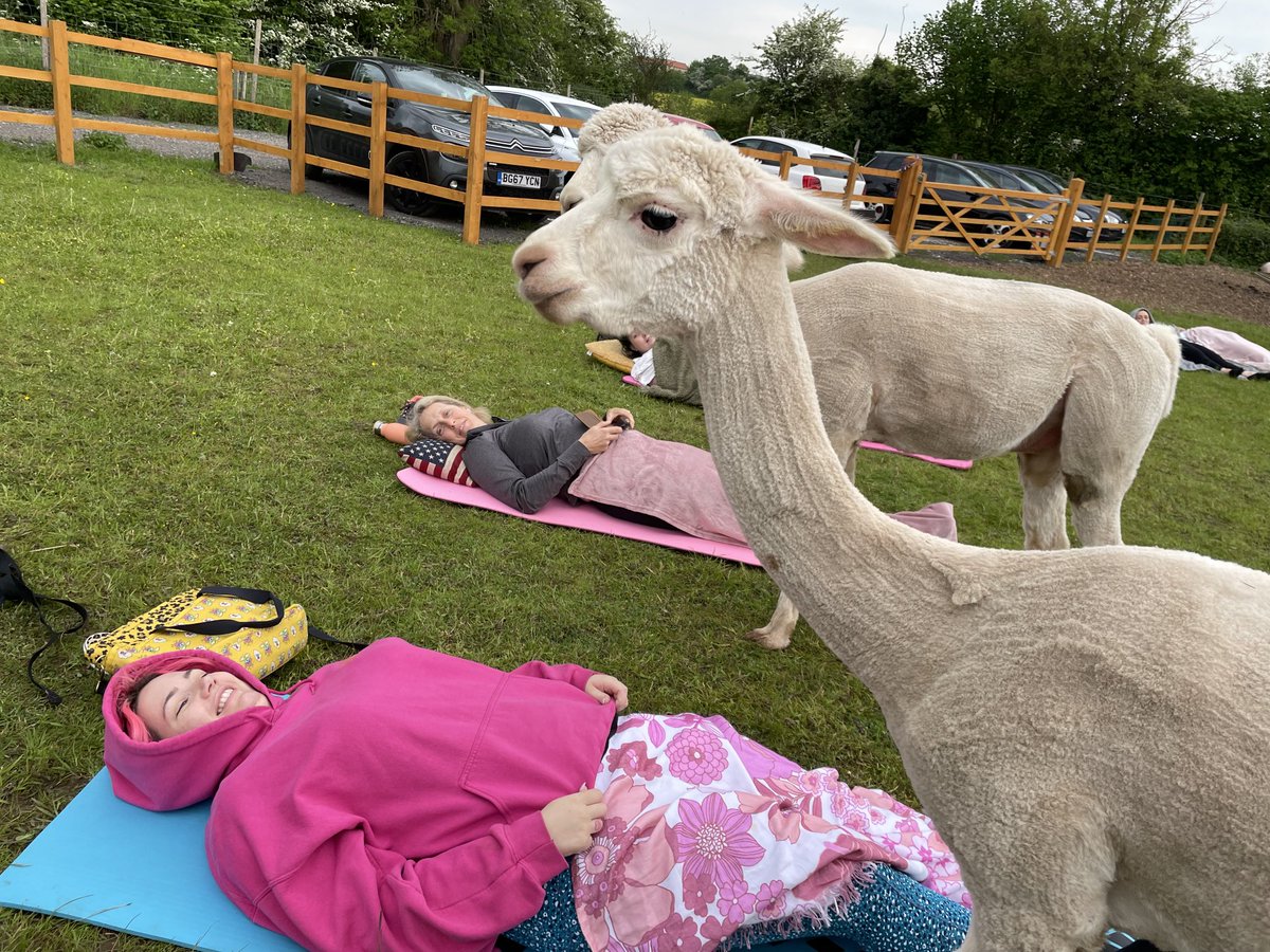 LucyColbourne4's tweet photo. Thursday night meditation time ✨🦙✨ #alpacayoga #selflovematters #doncasterisgreat https://t.co/Xv9fb3w4oh