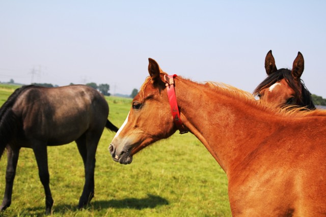 Merrie te koop: Genaissance paardenhandelaren.com/paardenhandel/… #paarden