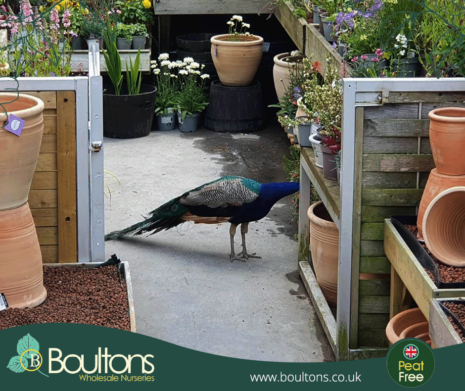 BoultonsWhsale's tweet photo. Even the #wildlife is impressed with our client's #flowerdisplays! 🦚 With our merchandising service, we ensure the plants we deliver to our customers are beautifully arranged to make a great first impression. It works!

Contact our #WholesaleGardenCentre: https://t.co/RaNtyMp7qS https://t.co/VzN4AoQmQy