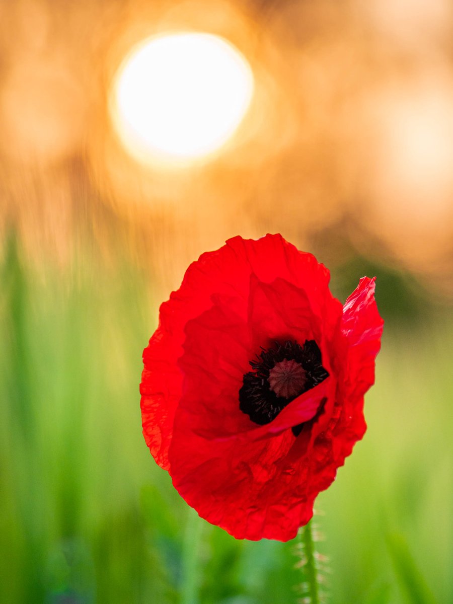 Klatschmohn im Kornfeld. #Naturfotografie
Aufgenommen am 18.5.2023