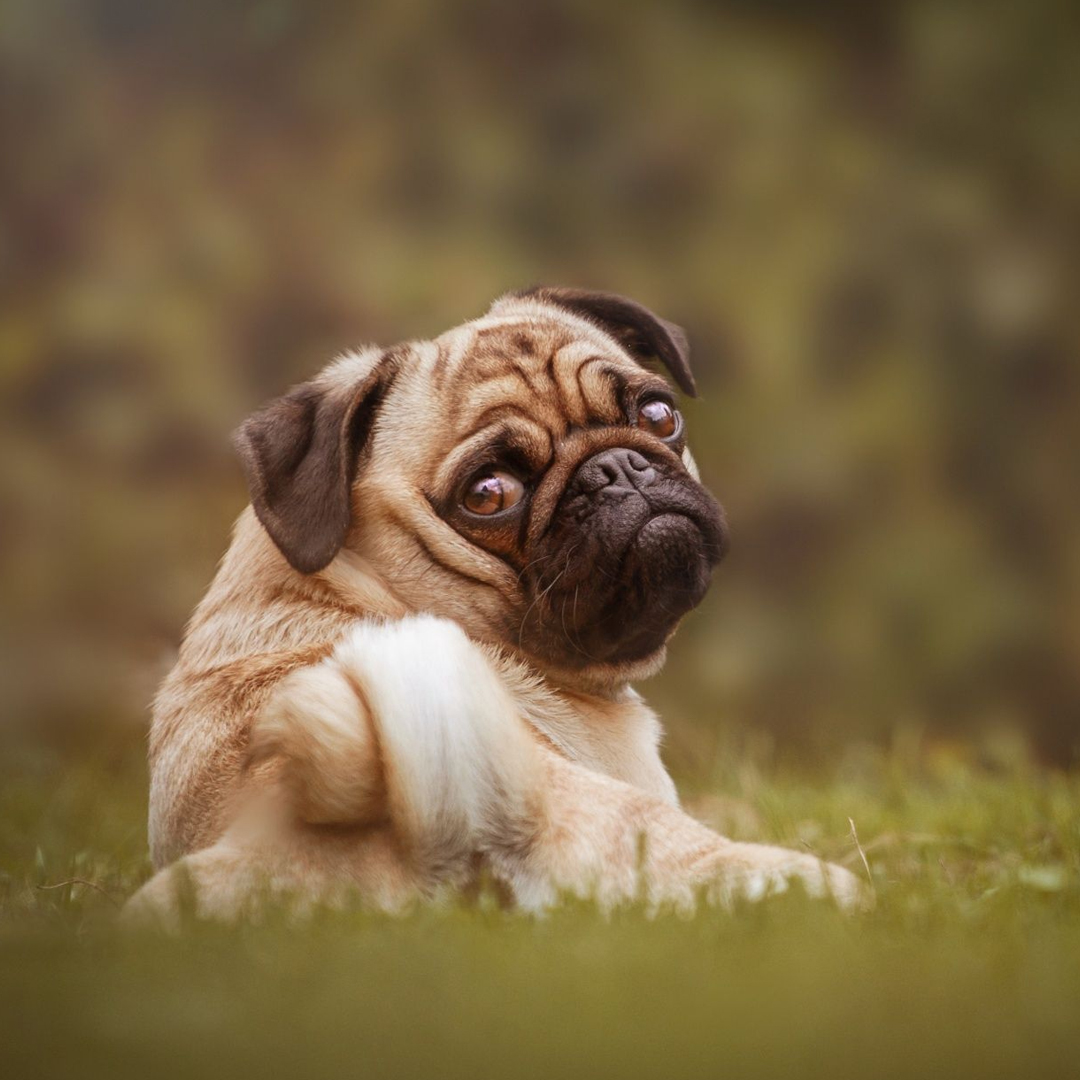 usa_pug's tweet photo. If youβre uncomfortable around my dog, Iβm happy to lock you in the other room when you come over.
#puglyfe #doglover #pugchat #dogs #pughugs #thepuglife #popularpugs #doglife #Doglovers_26
#Orlando #FastX #SewageScandal https://t.co/pp2CxwNGpa