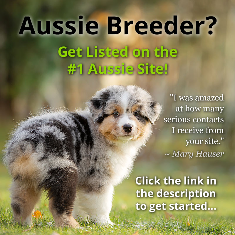 Aussie Breeder? 🐶
Get Listed on the #1 Aussie Site! 🐾💖
Get Started Here:
australian-shepherd-lovers.com/breeder-direct…

#australianshepherd #aussie #puppies #dogs #aussielovers