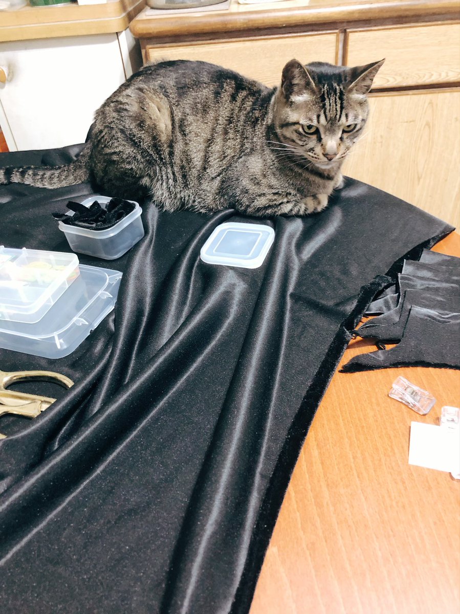 q7_peach's tweet photo. 哎唷威
最近忙著找翻模找列印
還有整理未來要噴漆的空間
一個又忘記推特的存在

昨天開始裁剪要做斗篷的布料
大大跑來監工👀 https://t.co/xKZeEkWRKB