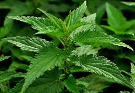 Did you know... 
There are 6 species of stinging nettles, five of which have many hollow stinging hairs called trichomes on the leaves and stems, which act like hypodermic needles, injecting histamine. 1/6
