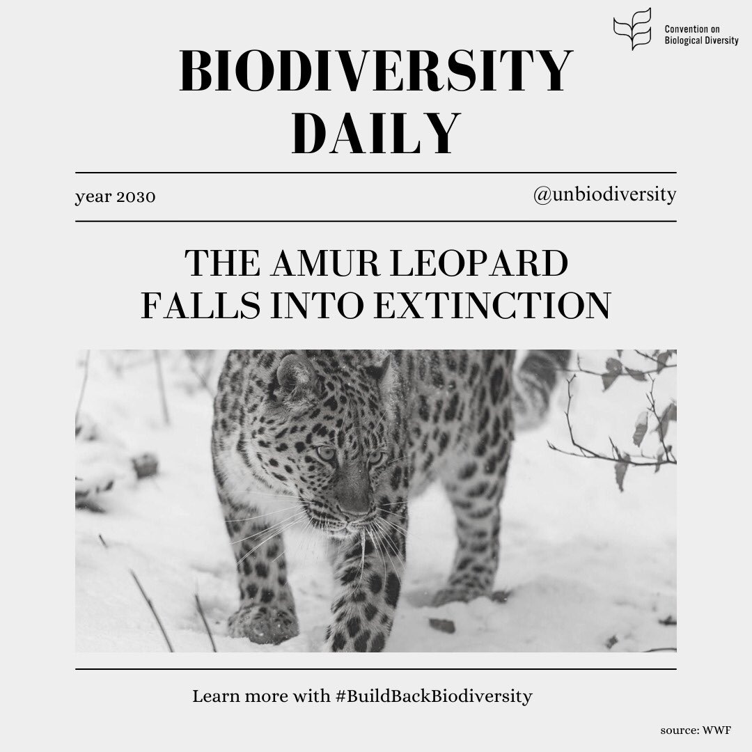Headlines like this will become common if we don't #BuildBackBiodiversity 🌿.

We need to act NOW and protect our planet’s 🌏 biodiversity!

#DontChooseExtinction

@UNBiodiversity